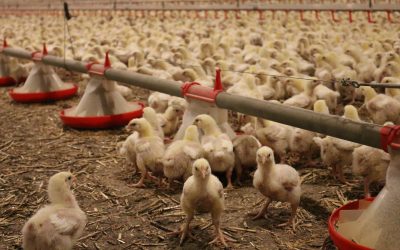 Producing poultry without antibiotics? Yes, we can!. Photo: CCPA Group