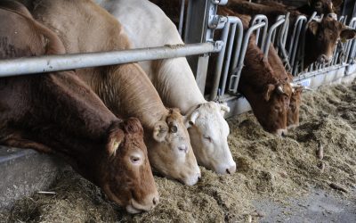 Vitamins, minerals and trace elements are dynamic nutrients which are usually added in all ruminants’ complementary feed rations.