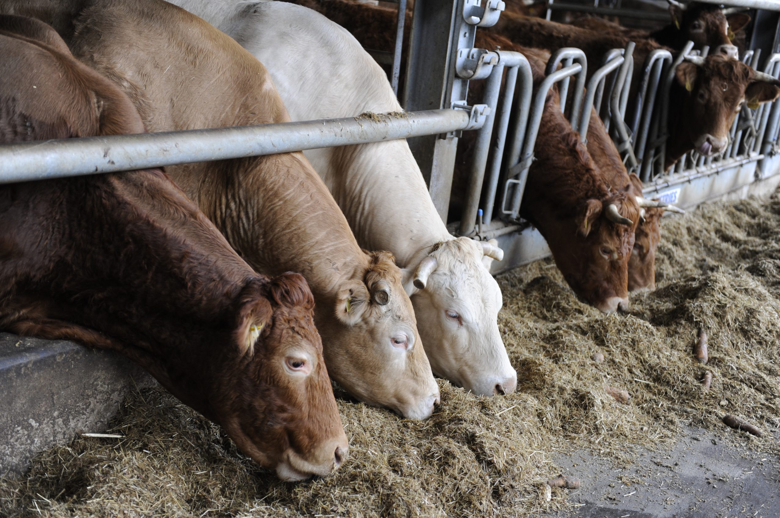 Vitamins, minerals and trace elements are dynamic nutrients which are usually added in all ruminants’ complementary feed rations.