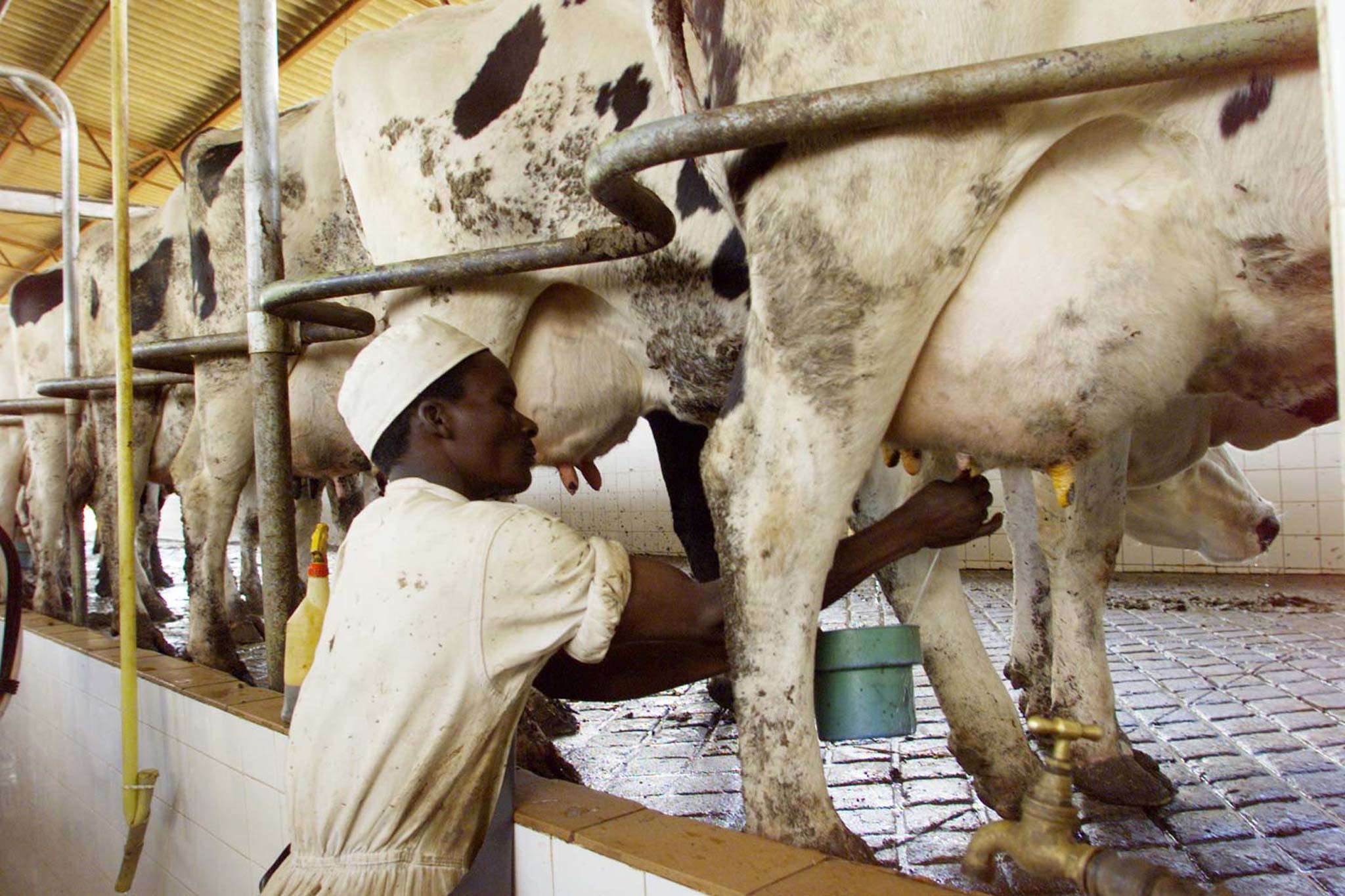 Aflatoxin risk in lower income countries. Photo: Juda Ngwenya