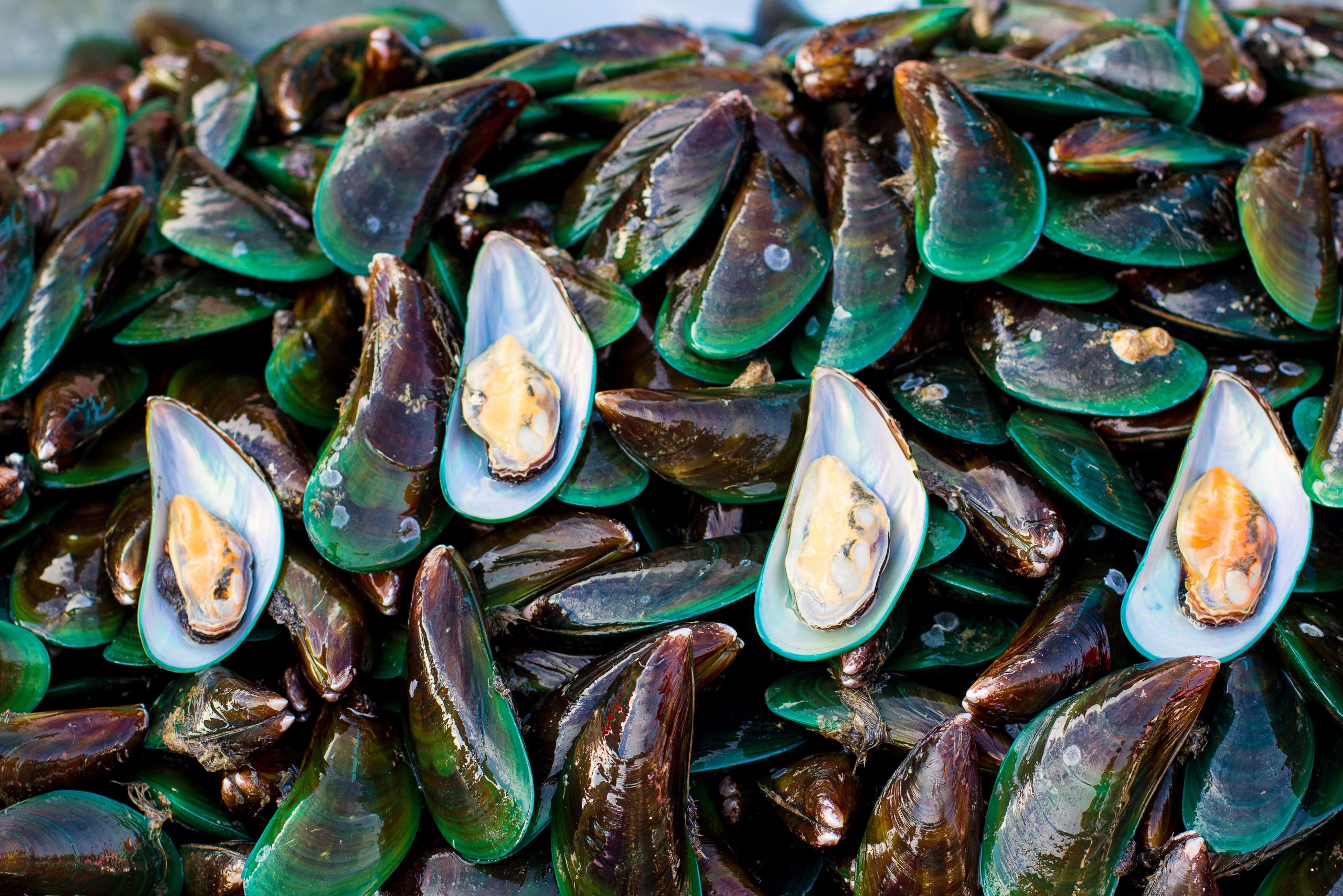 Proteins for pigs derived from the sea. Photo: Shutterstock