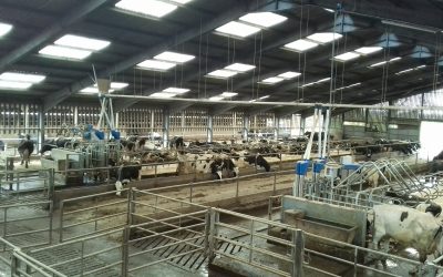 Cow bullying reduced with new feeders