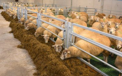 Feeding the ewe for vital lambs. Photo: Chris McCullough