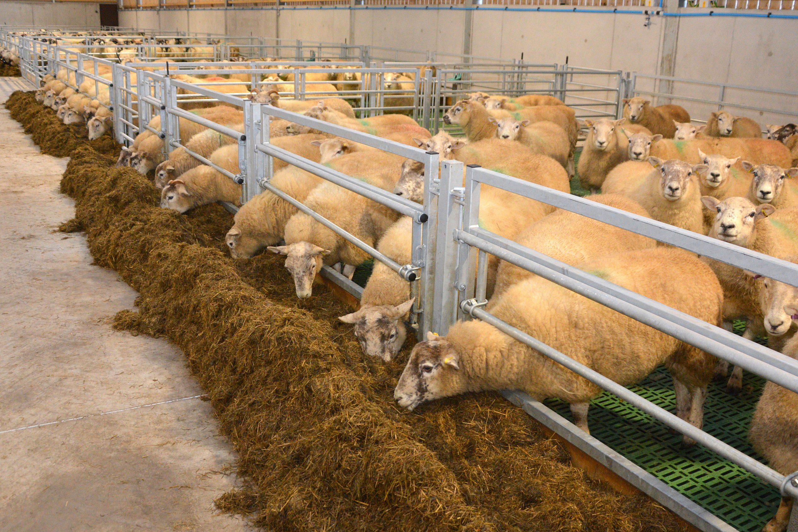 Feeding the ewe for vital lambs. Photo: Chris McCullough
