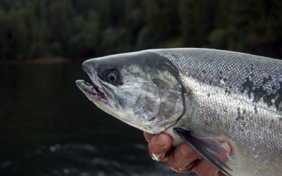 Insect meal and oil for Atlantic salmon. Photo: Dreamstime