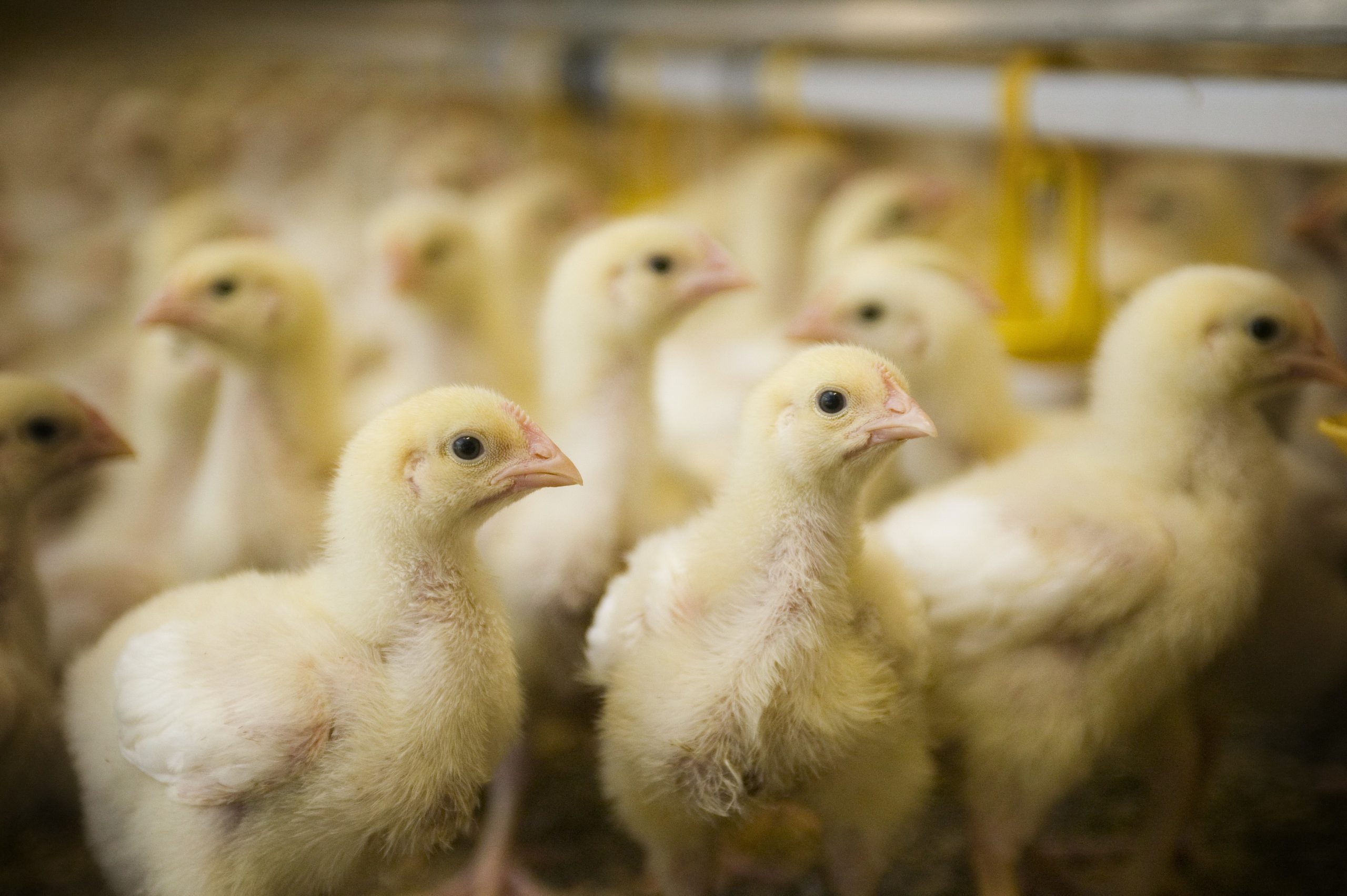 Antibiotic free meat: Ready for next stage. Photo: Marco Vellinga