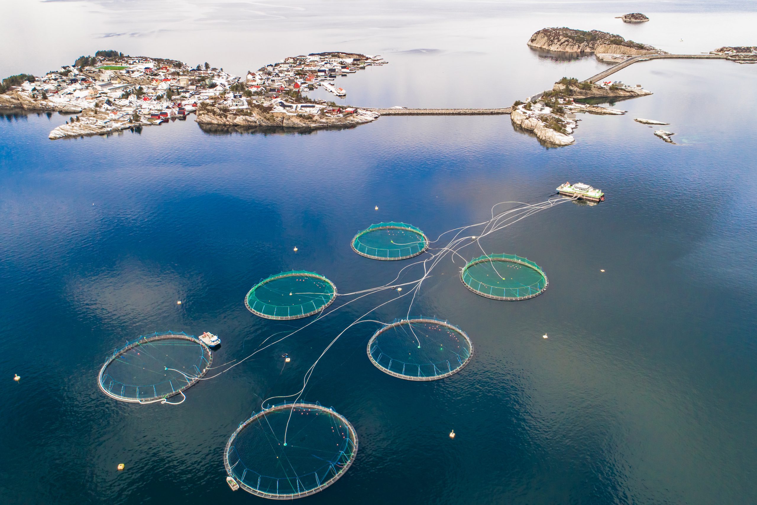 6 game changers in the aquaculture industry. Photo: Shutterstock