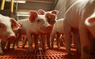 Lactic acid bacteria promoted FCR piglets