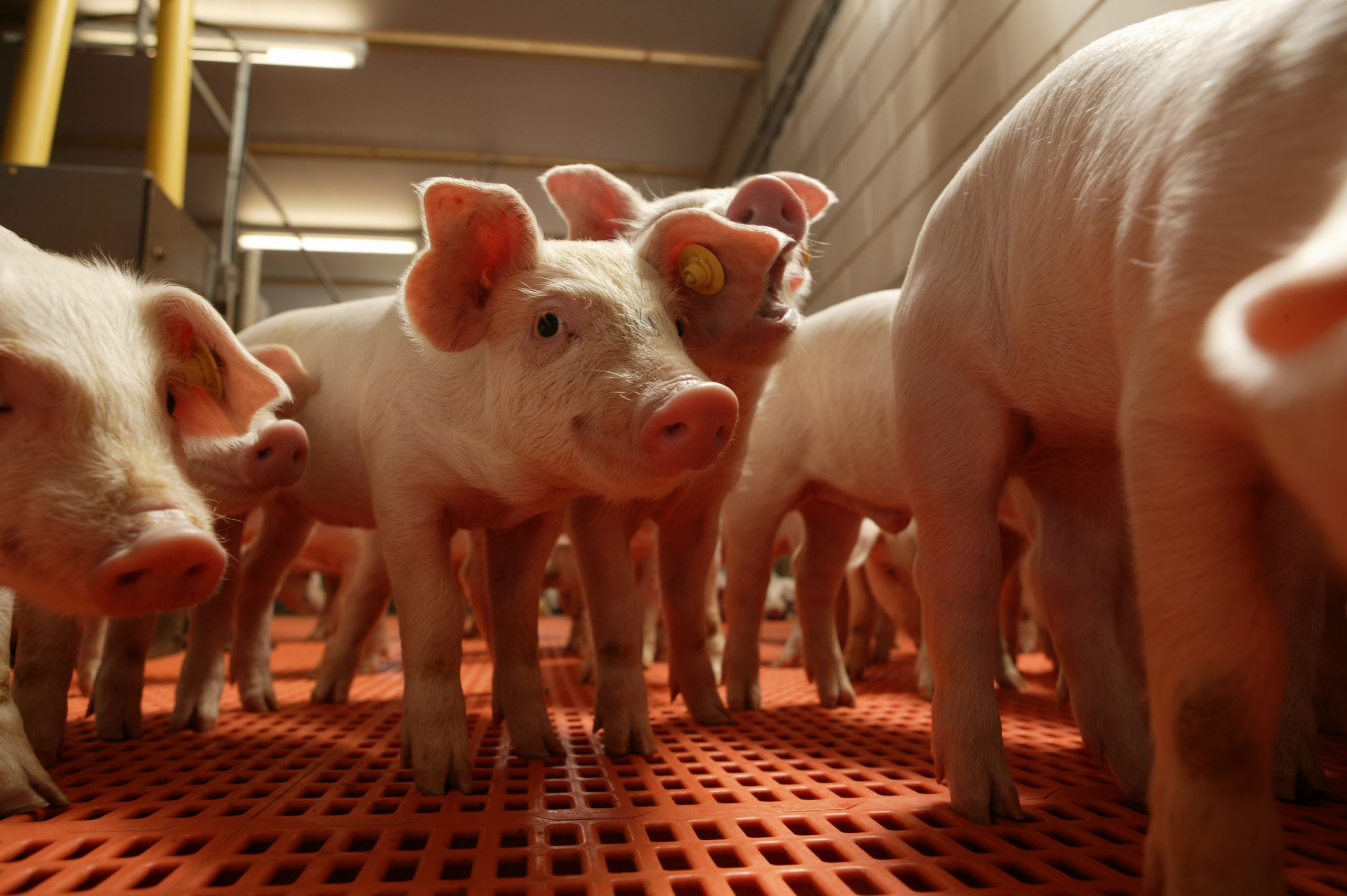 Lactic acid bacteria promoted FCR piglets