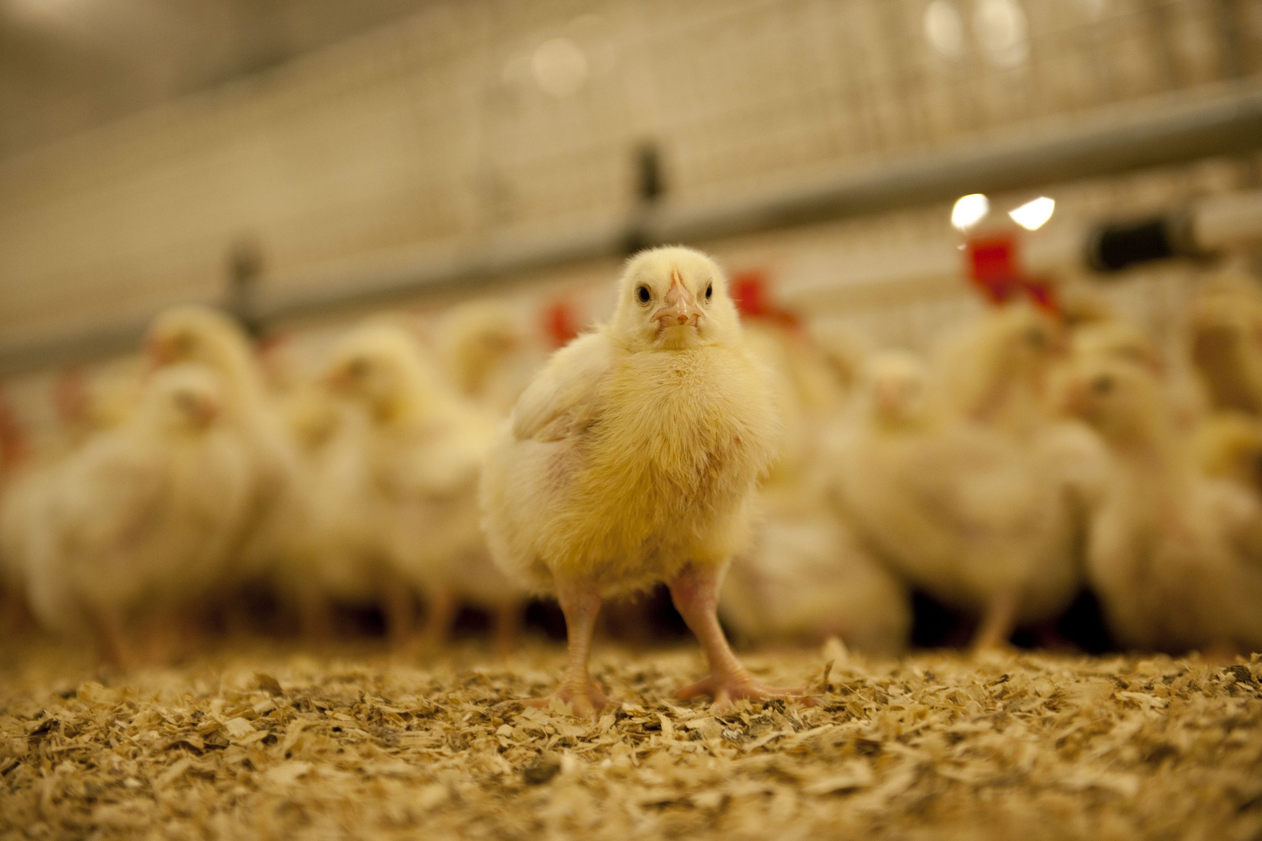 Feed enzymes to grow fastest in poultry. Photo: Mark Pasveer