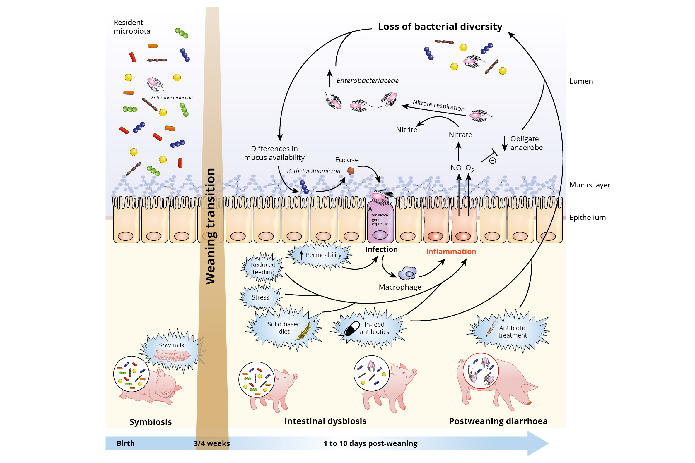 Beat the inflammation for full potential