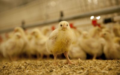 Multi-enzyme solutions for sustainable poultry. Photo: Mark Pasveer