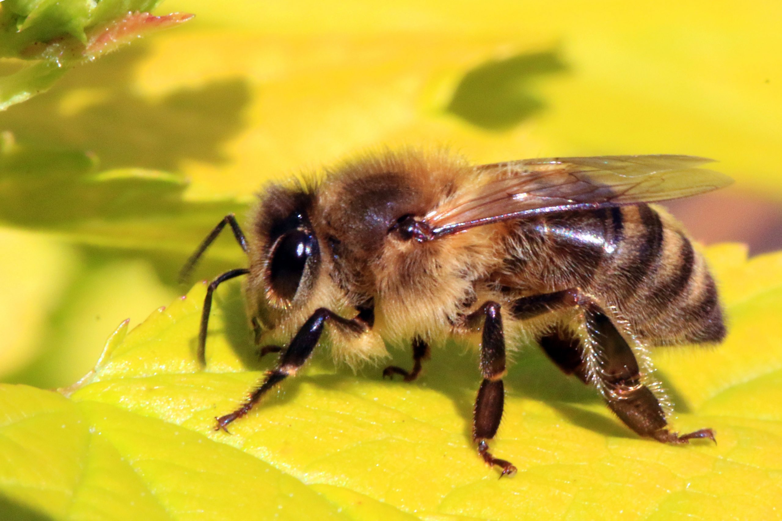 Bee s microbiome changes with age