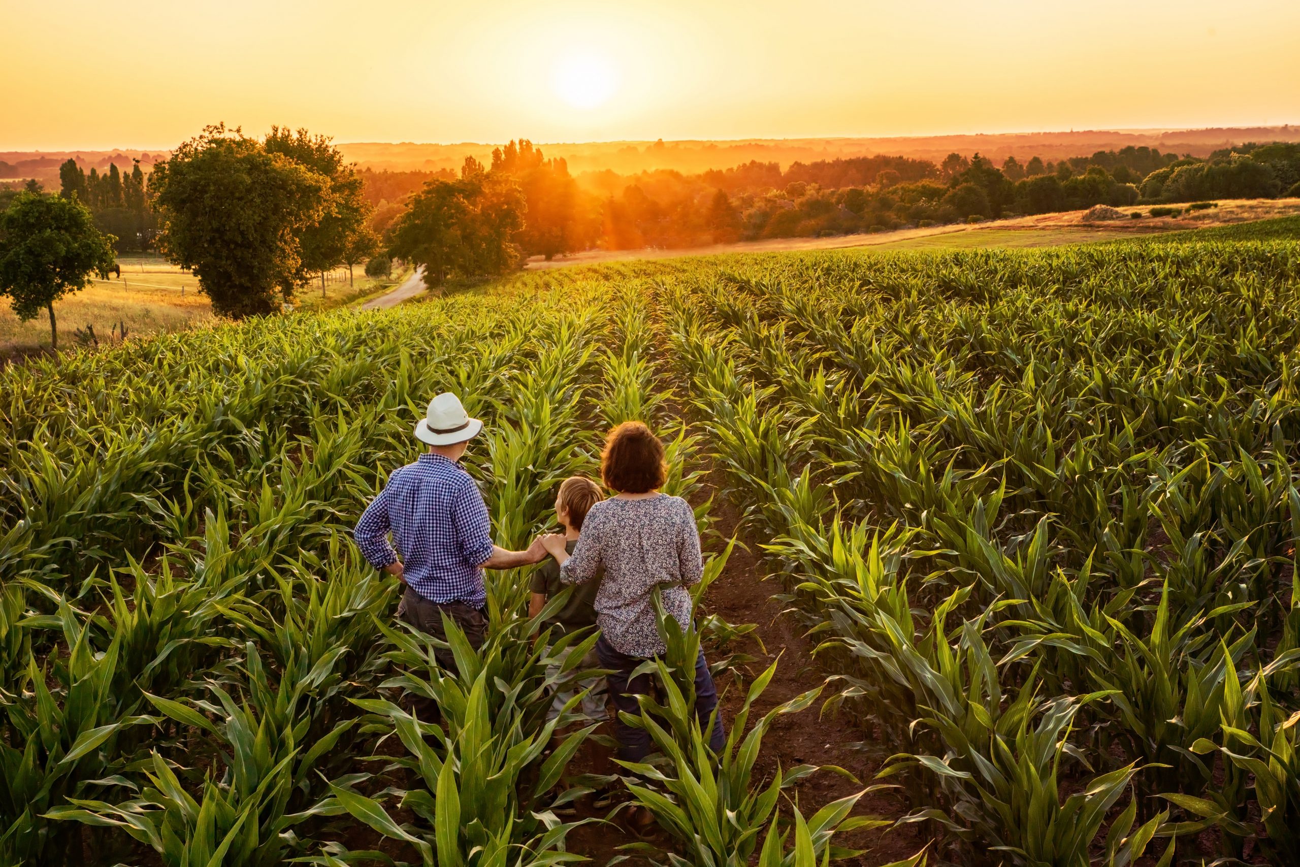 Growth in acreage of organic crop land. Photo: Shutterstock