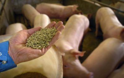 Prices for pig feed reach historic lows in Russia. Photo: Henk Riswick