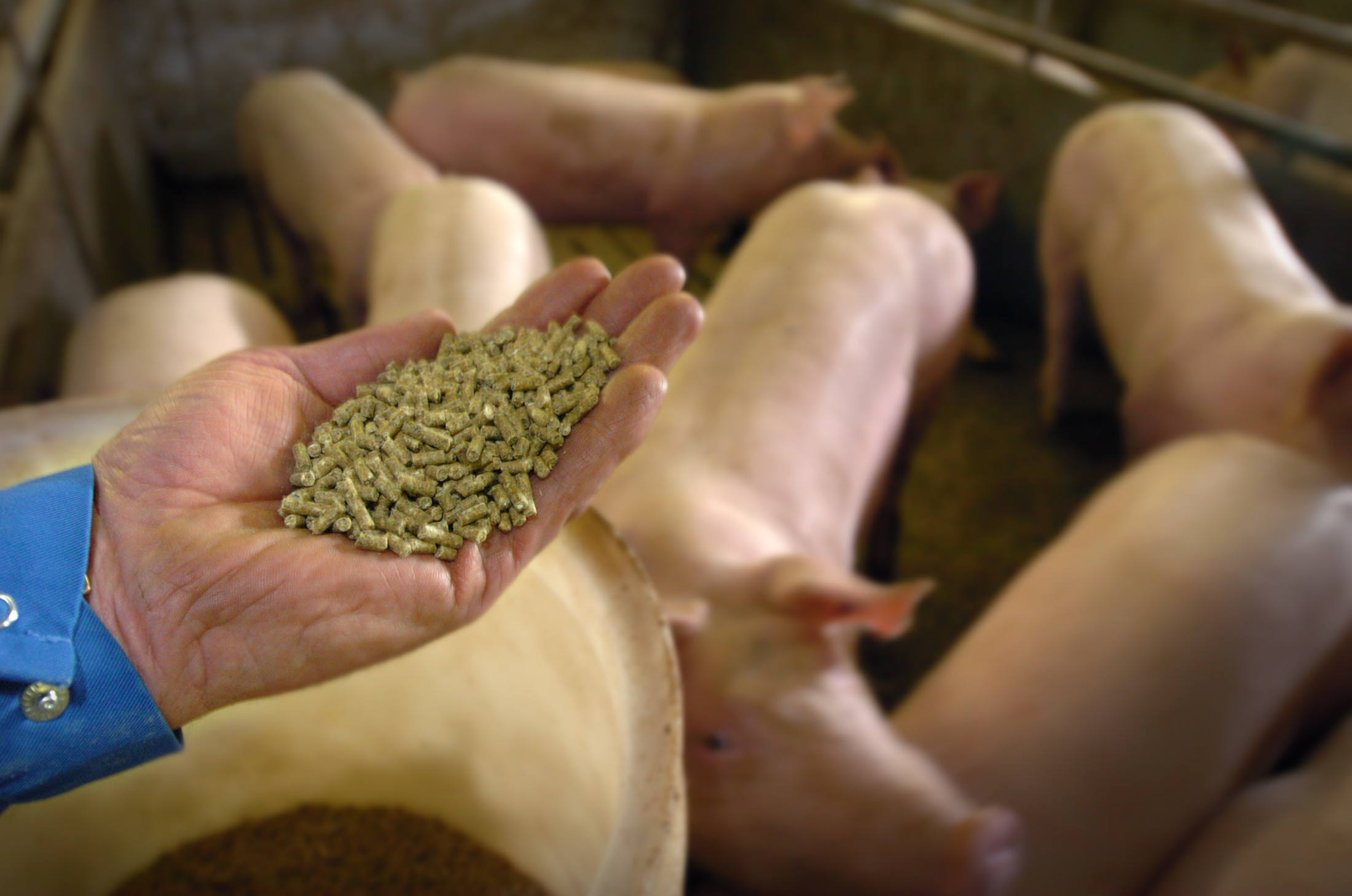 Prices for pig feed reach historic lows in Russia. Photo: Henk Riswick