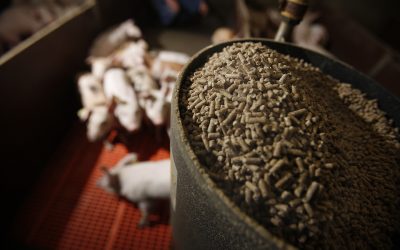 Insight into the US animal feed market