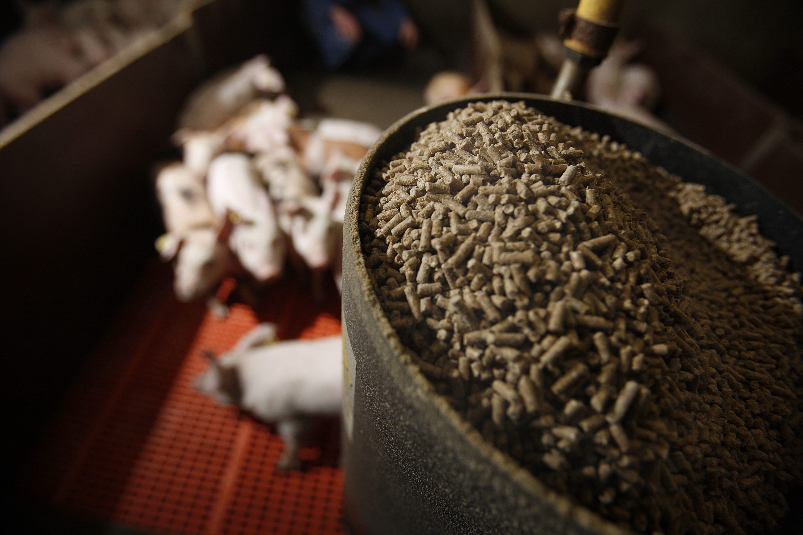 Insight into the US animal feed market