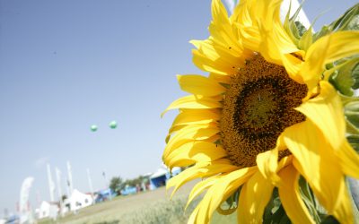 Sunflower meal and peas: Perfect for sheep feed. Photo: Henk Riswick