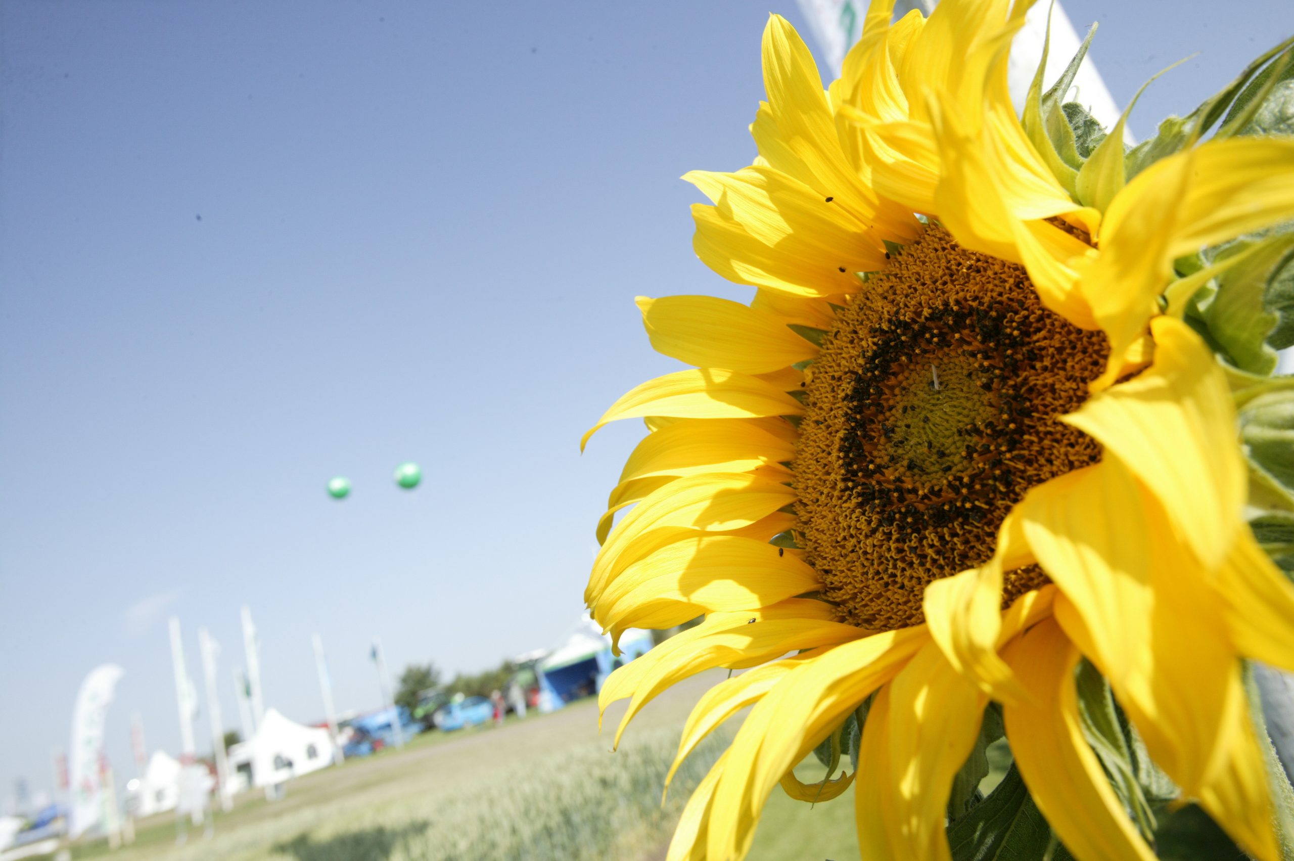 Sunflower meal and peas: Perfect for sheep feed. Photo: Henk Riswick