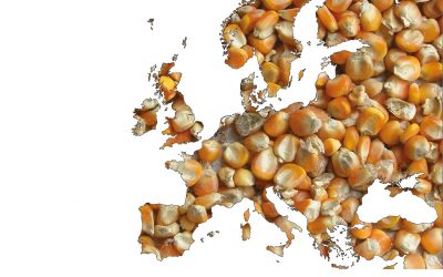 High levels of mycotoxins in Europe