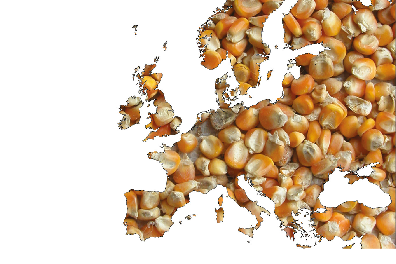 High levels of mycotoxins in Europe