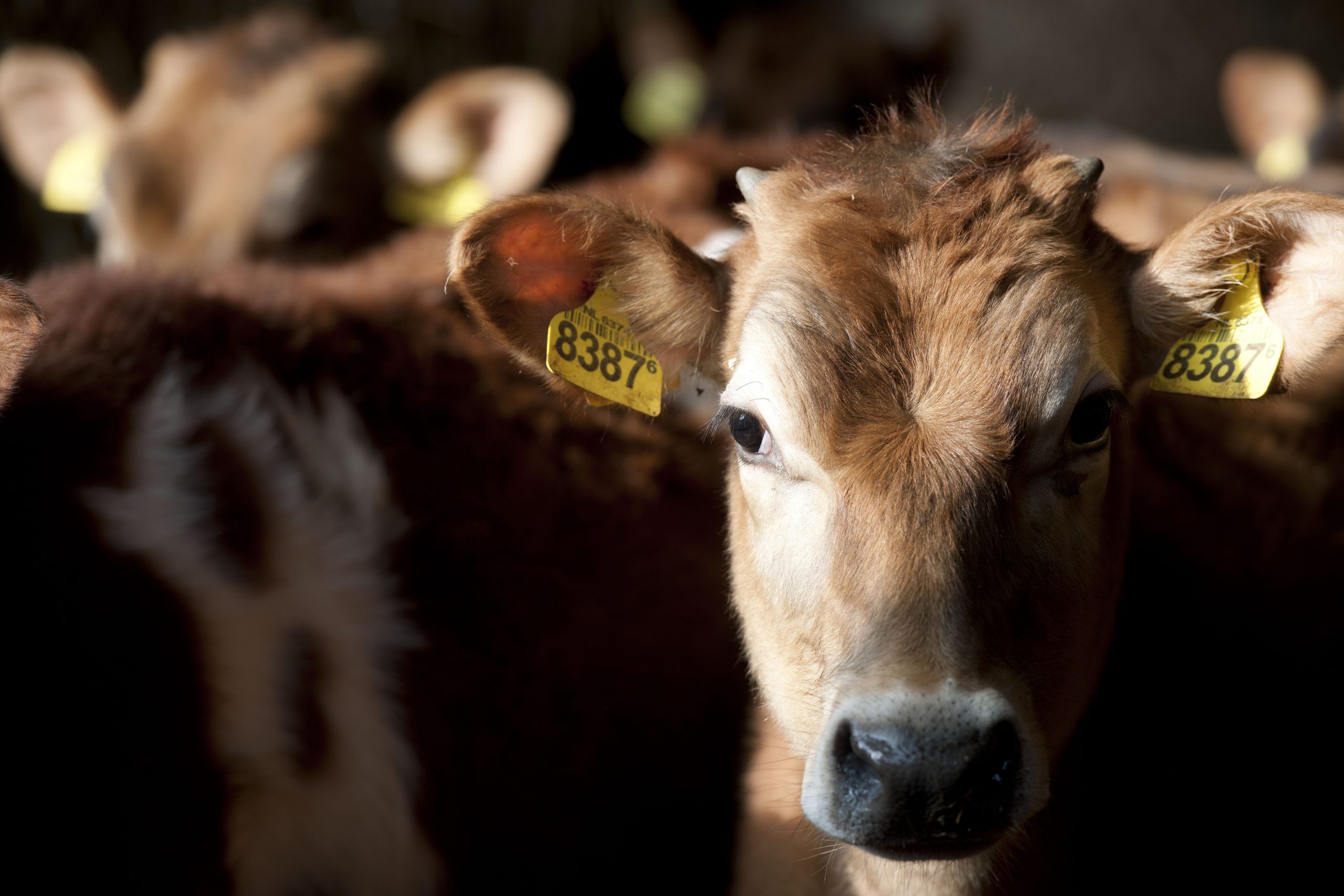 Chronic or sub-clinical acidosis, is a well-recognised digestive disorder that is an increasing health problem in most dairy herds. Photo: Mark Pasveer