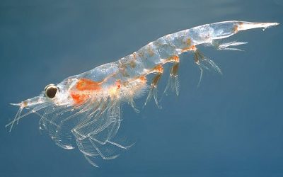 Support for changes in Antarctic krill harvesting. Photo: Wikipedia
