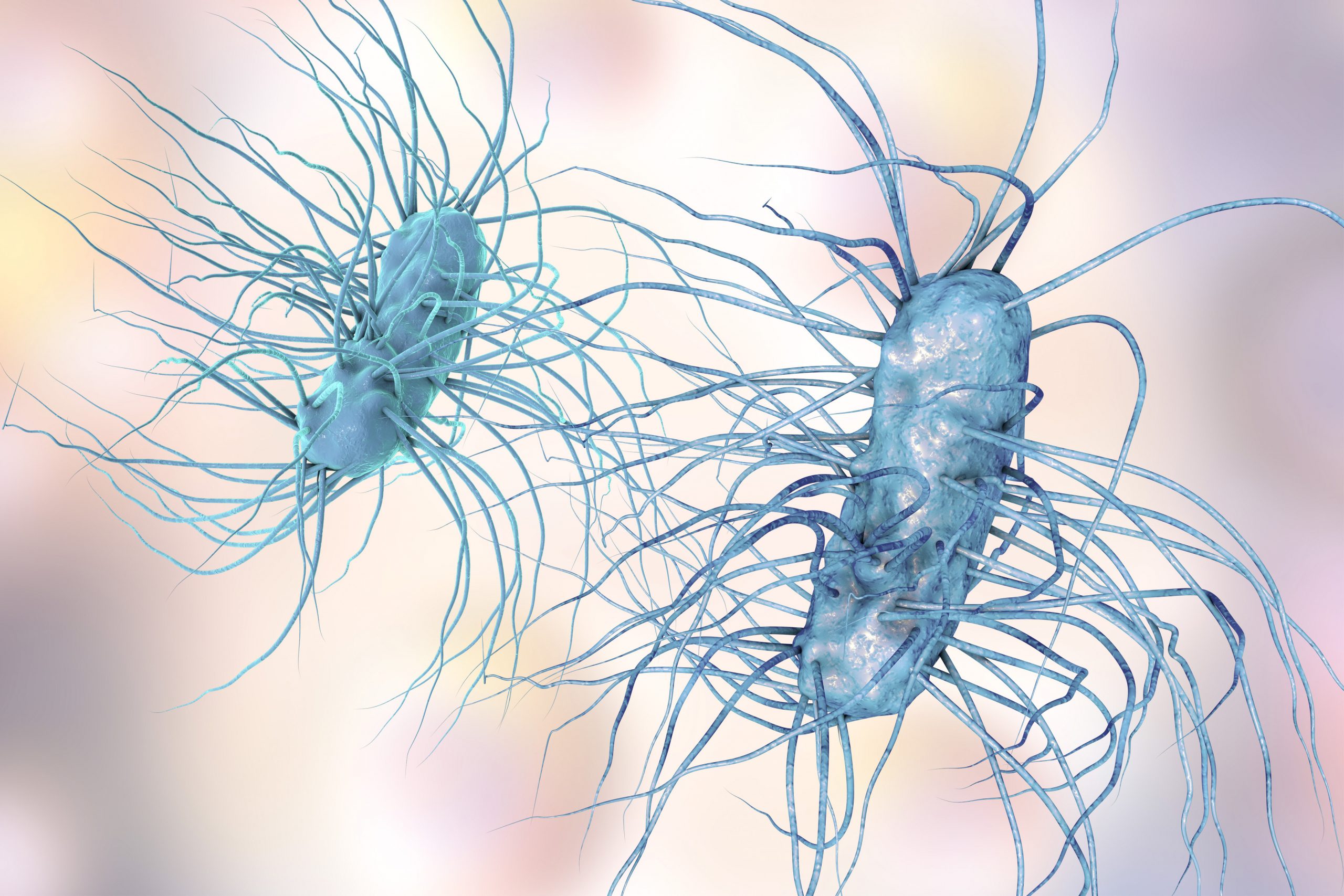 Escherichia coli bacterium, 3D illustration. Gram-negative bacterium with peritrichous flagella which is part of normal intestinal microflora and also causes enteric and other infections; Shutterstock ID 510419119; PO: Antibiotic Reduction