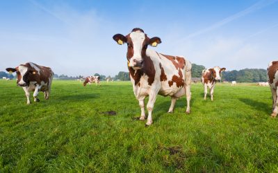 Feed supplement drops methane by 58%