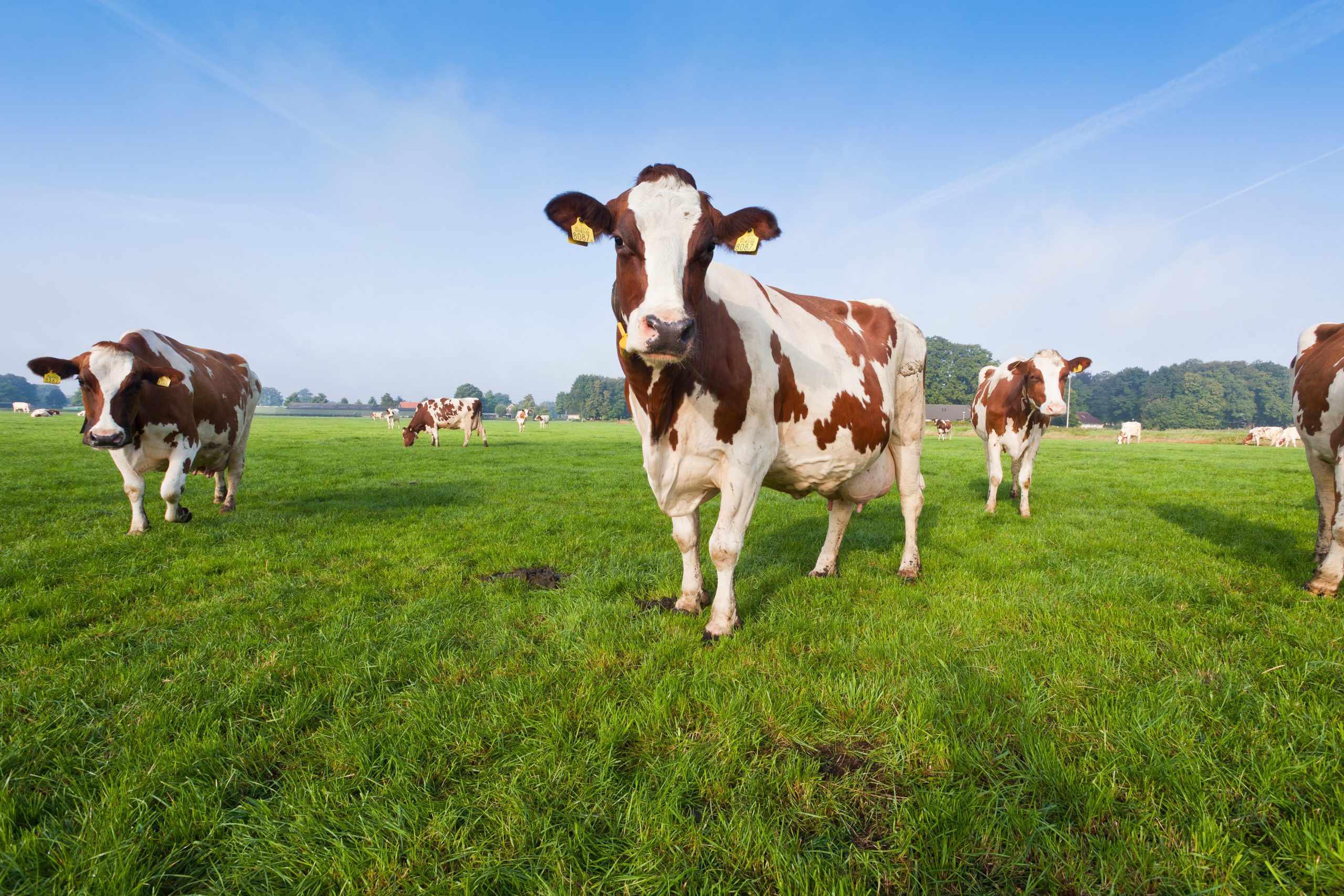 Feed supplement drops methane by 58%