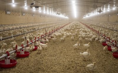 No antibiotics ever at Perdue Farms in the US  Photo: Perdue Foods