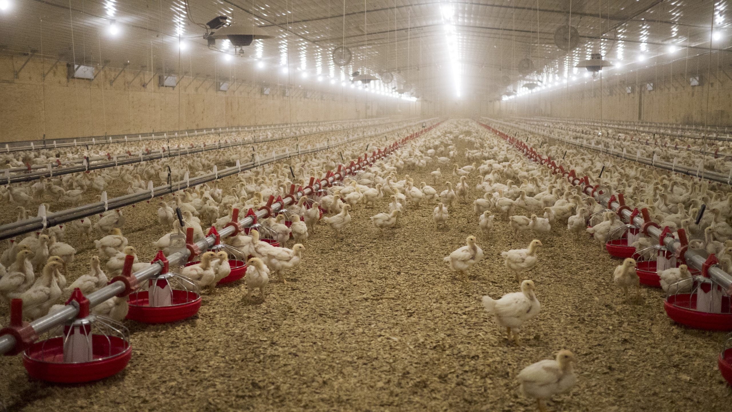 No antibiotics ever at Perdue Farms in the US  Photo: Perdue Foods