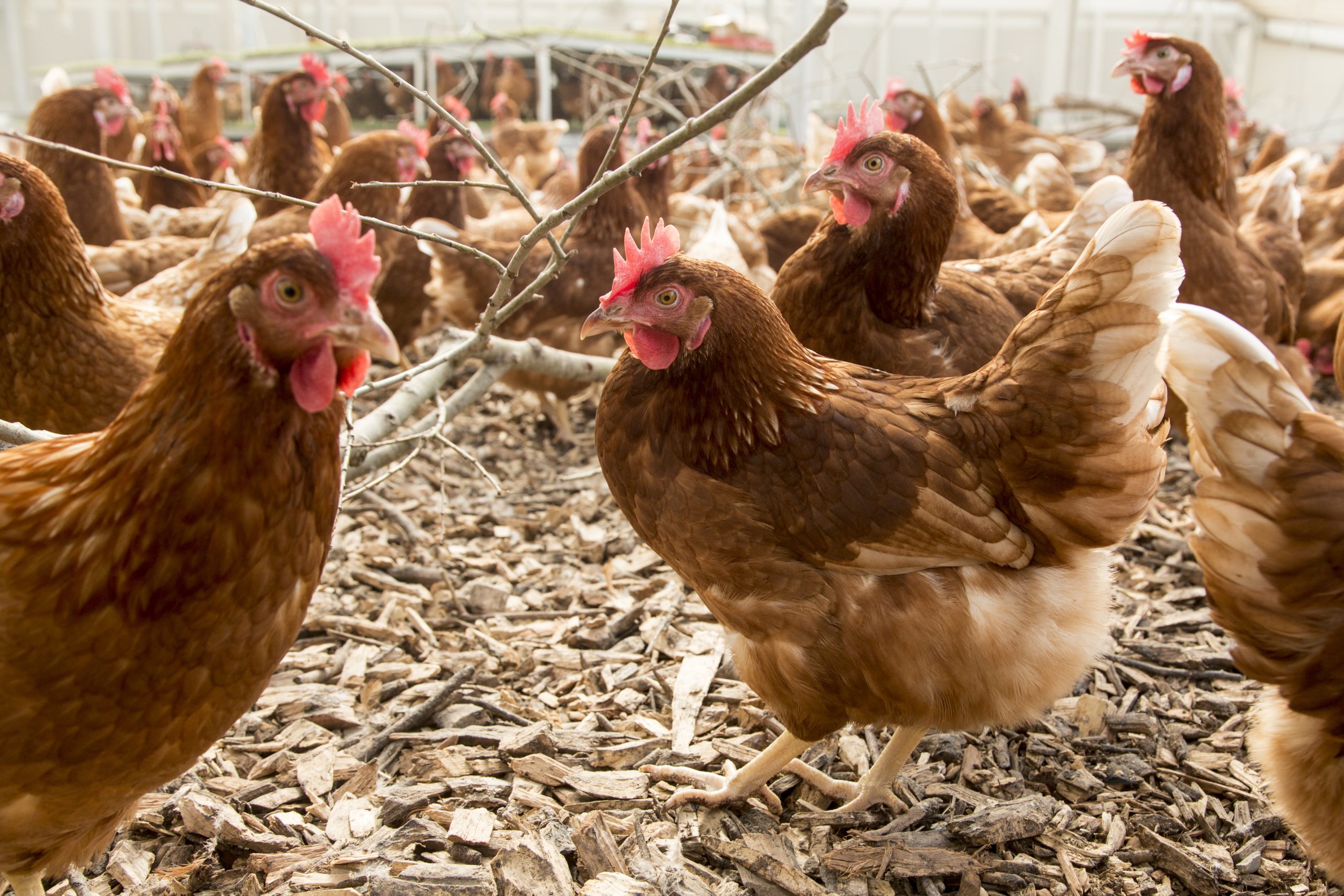 Preserving margins by optimising feed.