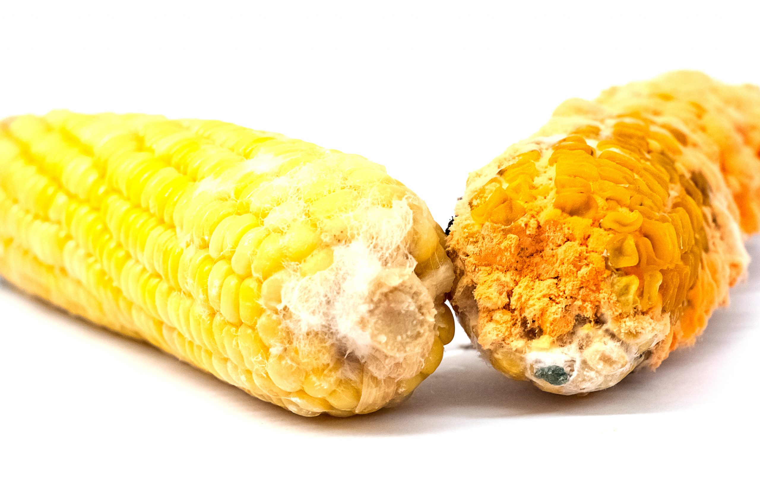 Mycotoxins: On farm risk management. Photo: Shutterstock