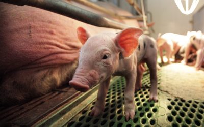 How to influence higher feed intake in small piglets