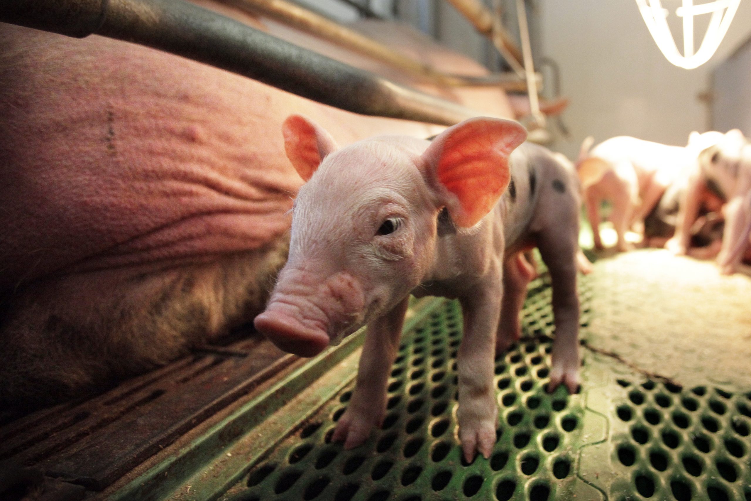 How to influence higher feed intake in small piglets
