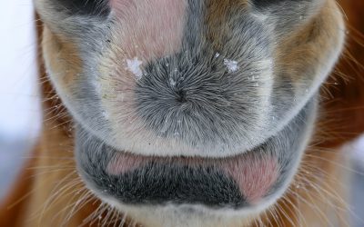 Horse mouth. Photo: Dreamstime