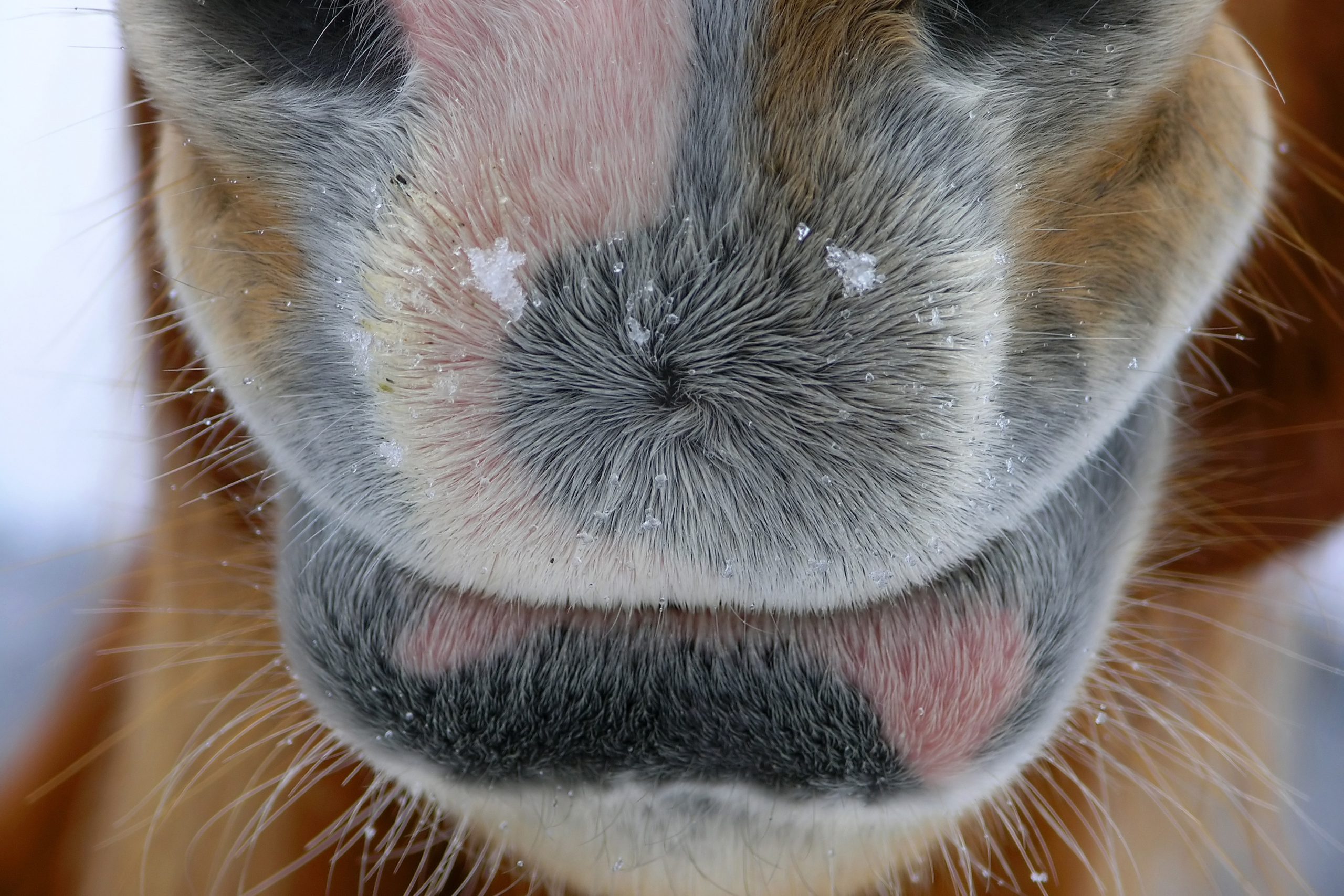 Horse mouth. Photo: Dreamstime