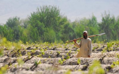 Afghanistan in need for animal feed. Photo: Wikimedia