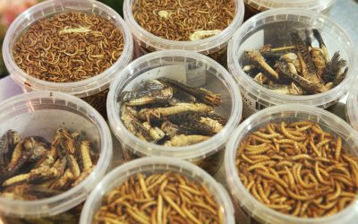 Insects in feed: EU legislation is key. Photo: Jan Willem Schouten