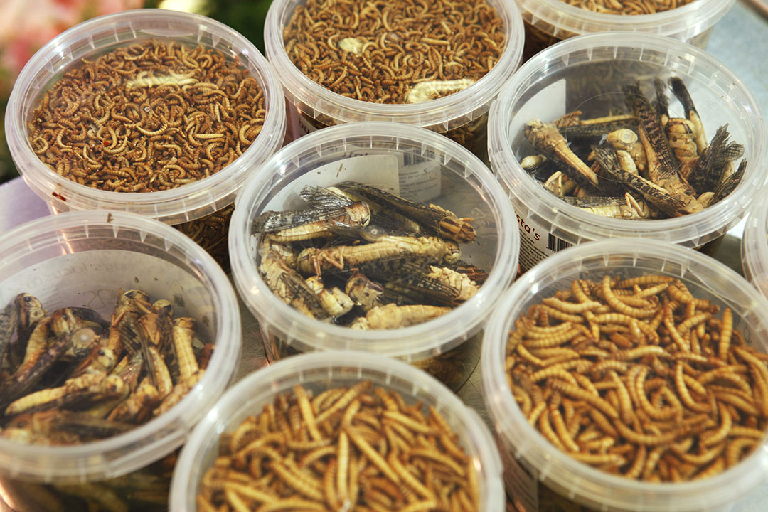 Insects in feed: EU legislation is key. Photo: Jan Willem Schouten