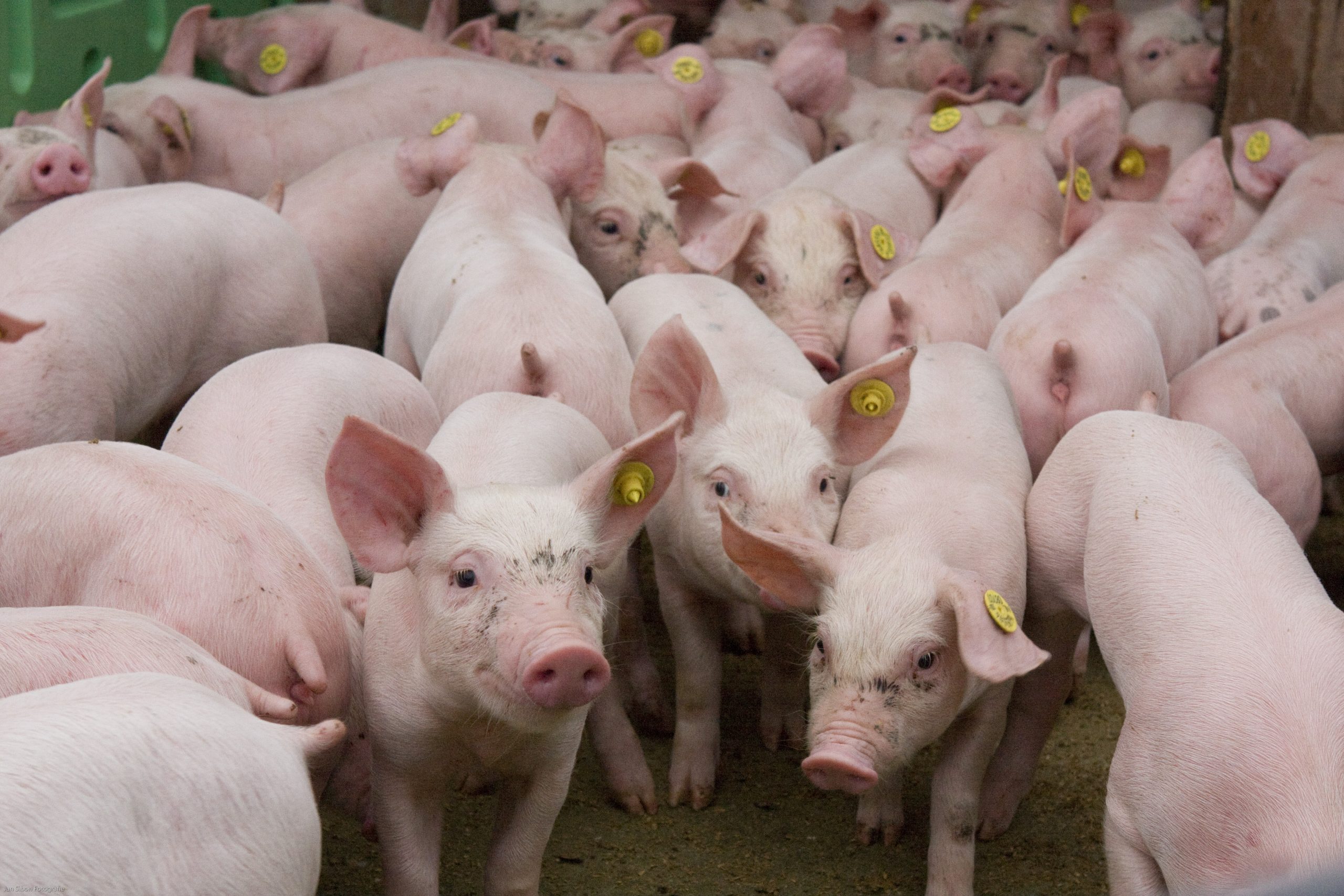 The perfect probiotic for pigs. Photo: Jan Sibon