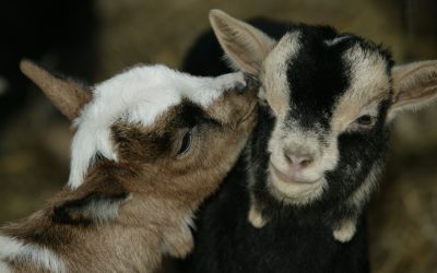 5 keys to colostrum success in baby goats