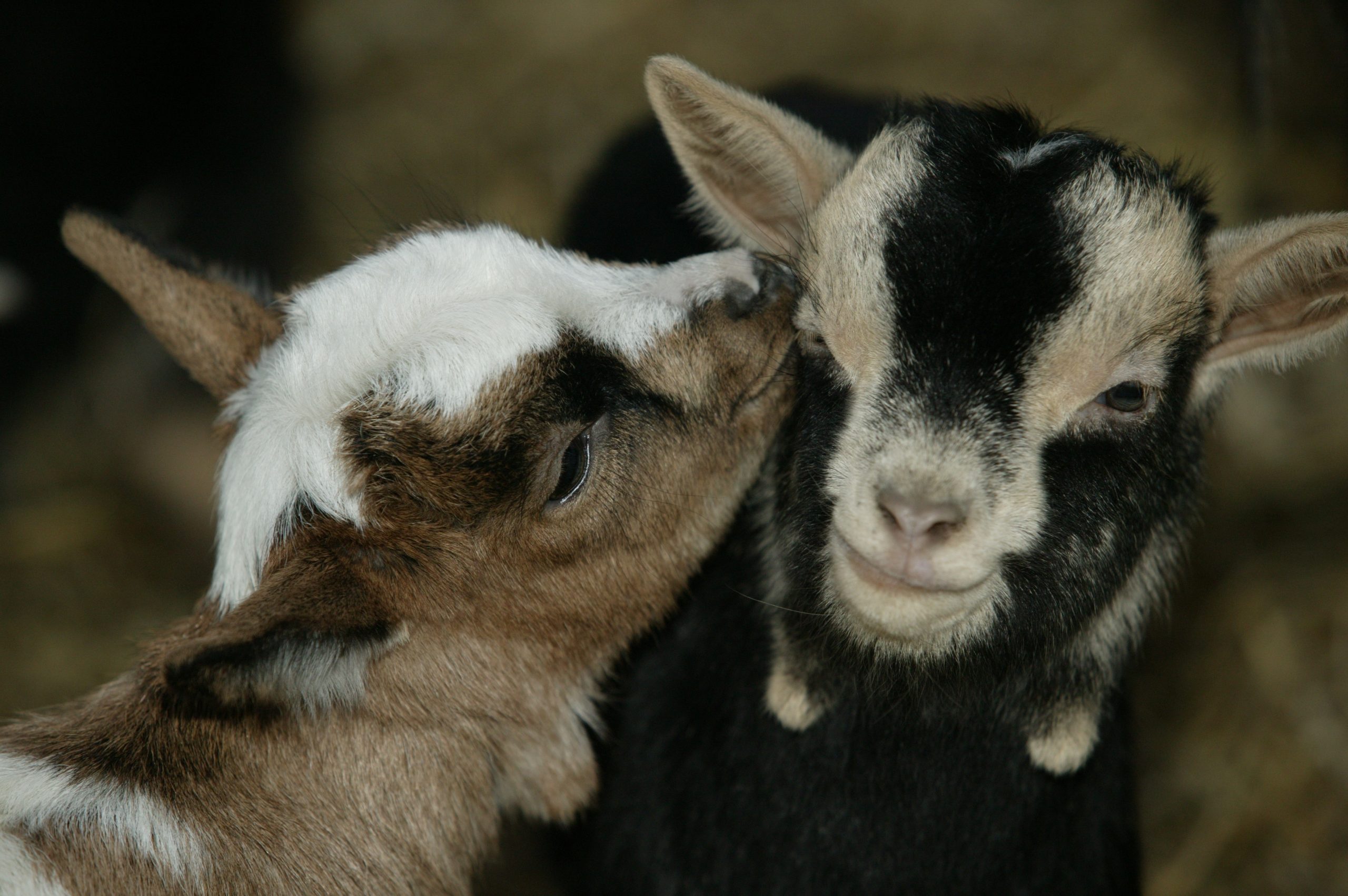 5 keys to colostrum success in baby goats