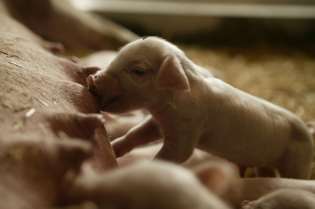 Promoting gut health in piglets. Photo: Mark Pasveer