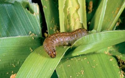 FAO launches guide to tackle maize worm