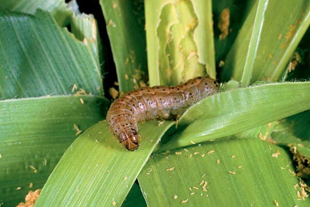 FAO launches guide to tackle maize worm