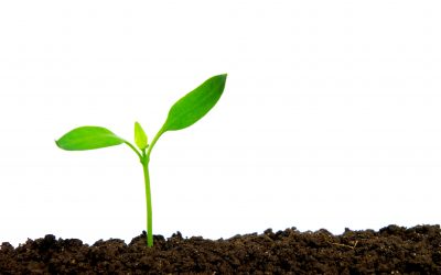 Crushed rocks for better crops. Photo: Shutterstock