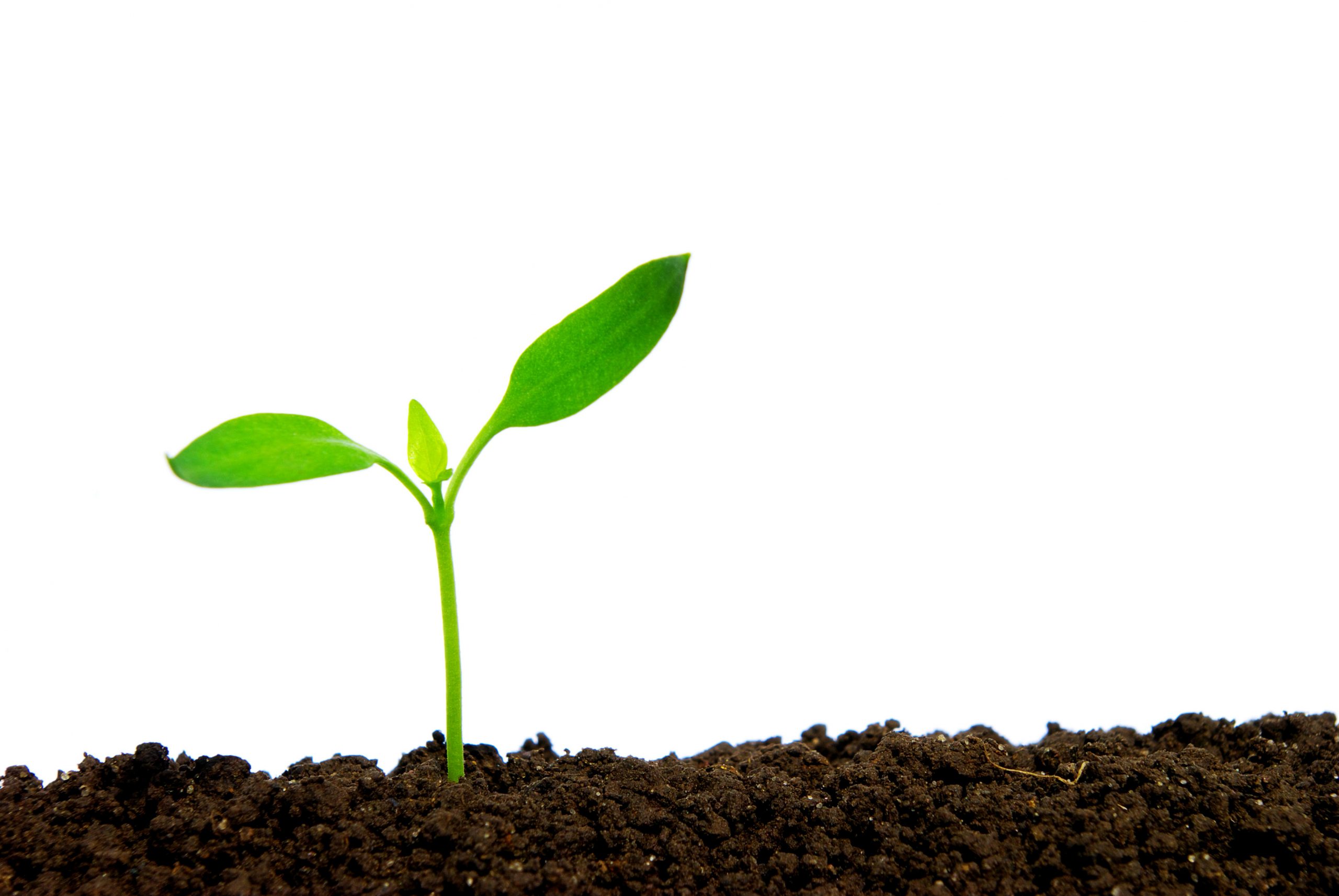 Crushed rocks for better crops. Photo: Shutterstock